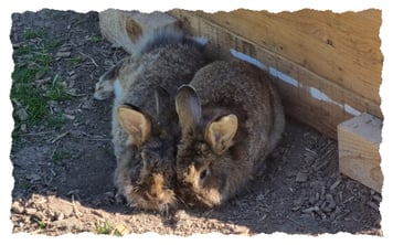Die beiden Bartkaninchen Hasi und Hasi in ihrem Aussengehege