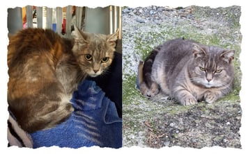 Zwei Fotos der Katze Daysi - als sie ankam und heute