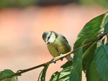 Junge Blaumeise Foto: Stefan Böttinger