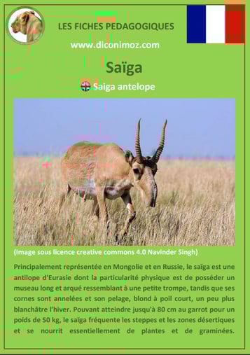 fiche animaux meconnus pdf antilope saiga imprimer telecharger