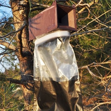 piege papillon chenille processionnaire