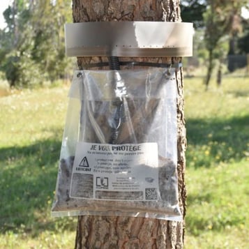 piege chenilles processionnaires pin