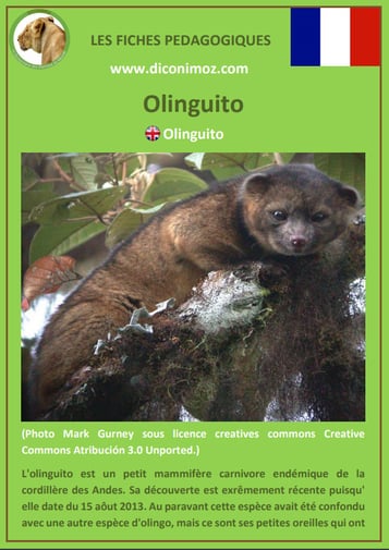 fiche animaux meconnus pdf olinguito imprimer telecharger