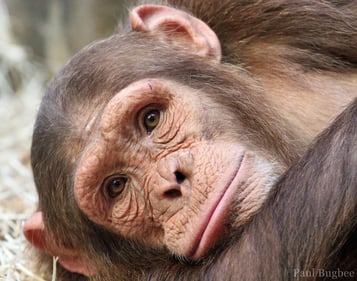 liste des hominides singes chimpanze gorille