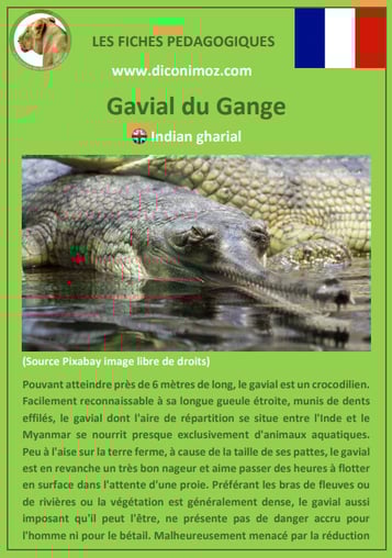 fiche animaux meconnus pdf gavial imprimer telecharger
