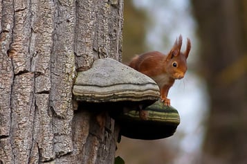 liste des sciurides animaux ecureuil 