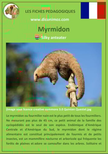 fiche animaux meconnus pdf myrmidon fourmilier nain imprimer telecharger