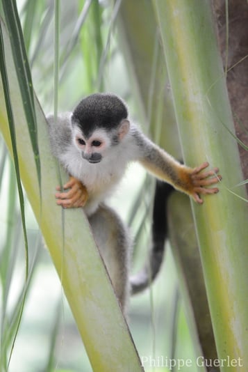 fiches animaux singe ecureuil