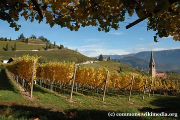 Samstag: Nachmittag fahren wir die Südtiiroler Weinstraße entlang und verkosten auch typische südtiroler Weine, z.B. Traminer.