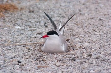 Flussseeschwalbe, Foto: Eberhard Meyer
