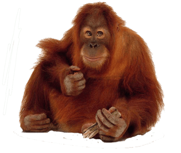 singe orang outang transparent png detoure pour illustration ecole maternelle primaire