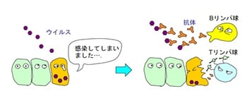 獲得免疫システムで働く細胞：Tリンパ球とBリンパ球