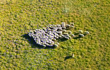 La trashumancia en Segovia