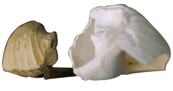 orthe landes peyrehorade aquitaine sorde hastingues cagnotte gave adour saumon chalosse abbaye