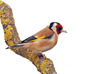 Image animaux detourée transparent sur fond blanc chardonneret élégand png