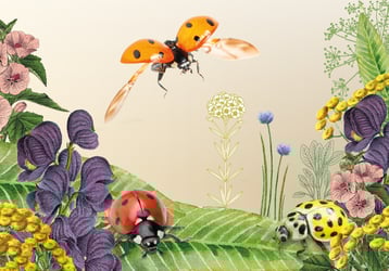 lehrmittel-marienkäfer-naturforscher-lehrmittel