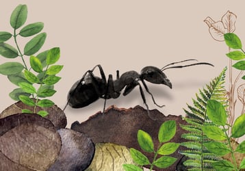 lehrmittel-ameise-naturforscher-lehrmittel