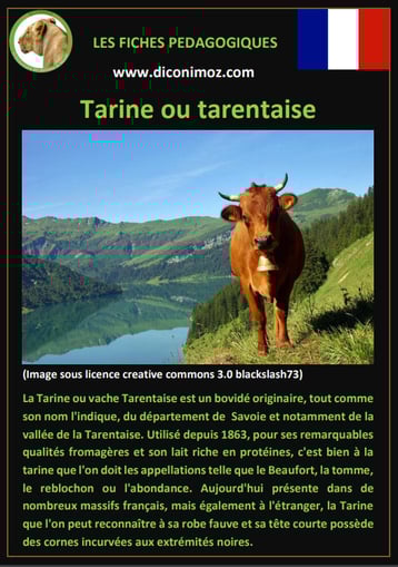 fiche animaux ferme vache tarine origine caractere comportement robe race