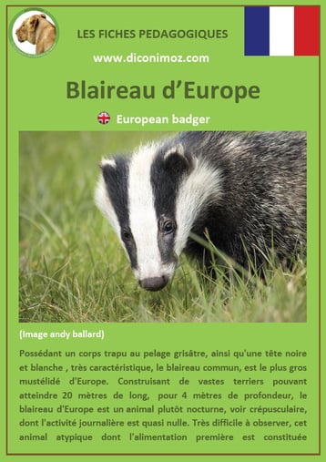 fiche animaux pedagogique pdf blaireau a telecharger et a imprimer