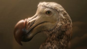 fiche dodo animaux disparus oiseau maurice