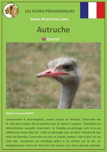 fiche animaux pdf oiseaux autruche à telecharger et a imprimer