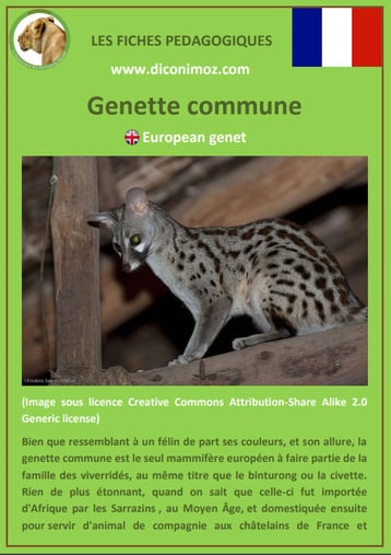 fiche animal pedagogique animaux de nos forets pdf genette commune