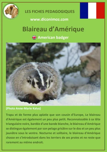 fiche animaux pdf blaireau amerique comportement taille poids habitat longevite alimentation