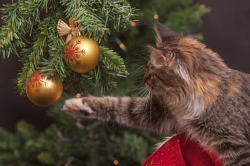 comment empecher votre chat de detruire votre sapin de noel conseils astuces