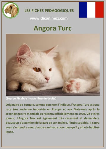 fiche animal animaux de compagnie chat angora turc comportement caractere origine