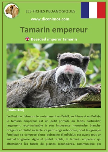 fiche animaux pdf singes tamarin empereur