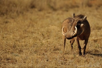 fiche animaux Phacochere vs babiroussa
