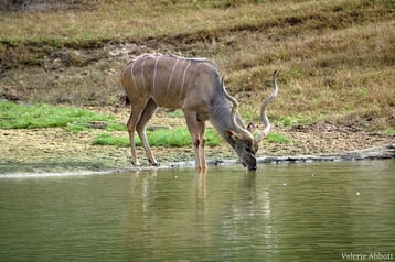 liste des bovides antilope vache