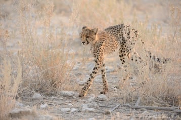 guepard afrique contre guepard asie difference 