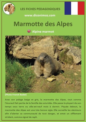 fiche animaux pédagogiques des montagnes francaises marmotte