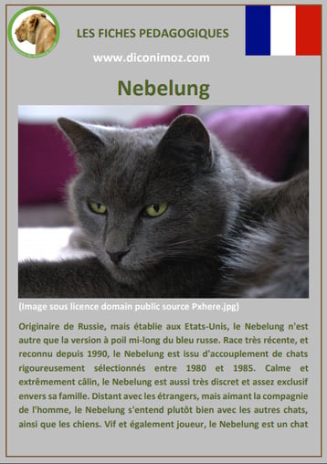 fiche chat pdf race nebelung comportement caractere origines poil sante couleu