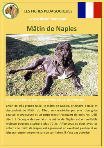 fiche chien race matin de naples caractere origine comportement poil sante