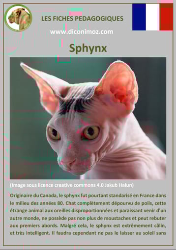 fiche chat pdf race sphynx comportement caractere origines poil sante couleu