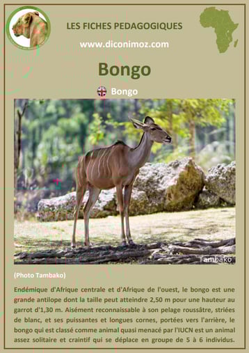 fiche animaux pdf afrique bongo habitat poids taille repartition alimentation reproduction comportement