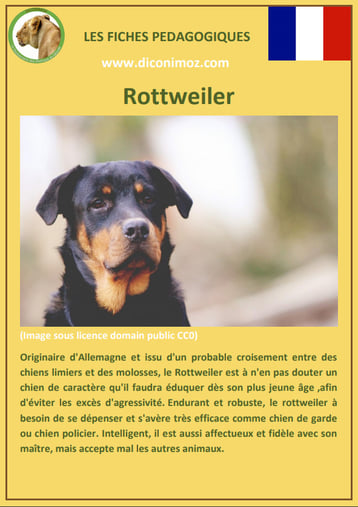 fiche chien pdf race rottweiler comportement origine caractere soin poil