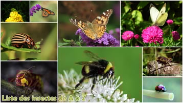 fiches animaux liste des insectes et arachnides reproduction alimentation habitat repartition