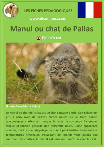 fiches animaux pdf pedgogique felins manul chat de pallas a telecharger