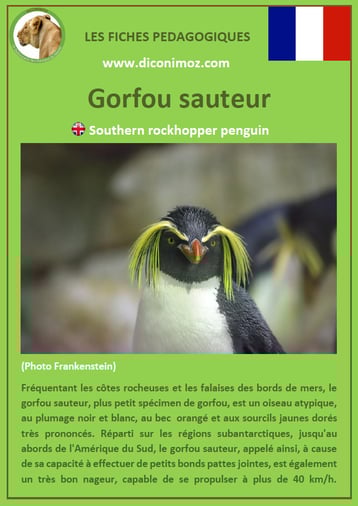 fiche animaux pdf oiseaux gorfou sauteur à telecharger et a imprimer