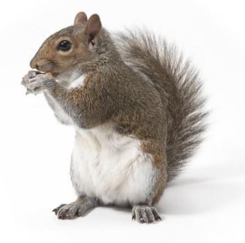 écureuil gris image animaux transparent sur fond blanc pour site web illustration ecole montessori