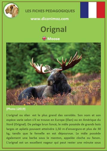 fiche animal animaux canada orignal elan à télécharger et a imprimer