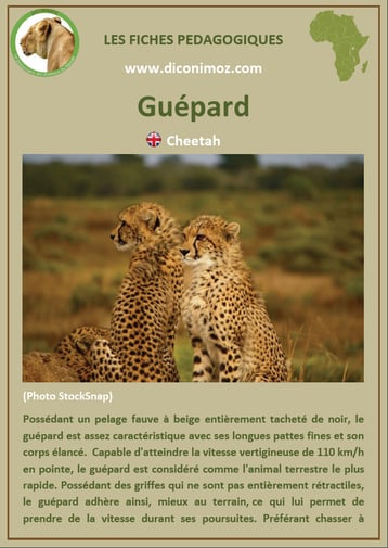 fiche animaux pdf guepard afrique imprimer telecharger