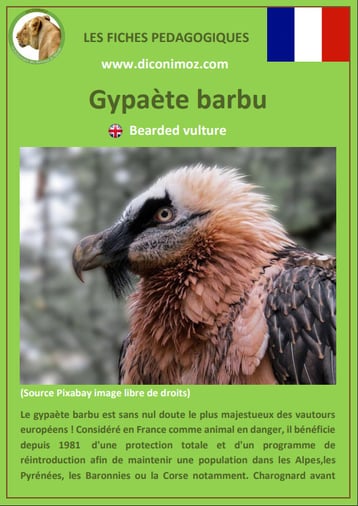 fiche animaux pédagogiques des montagnes francaises gypaete barbu