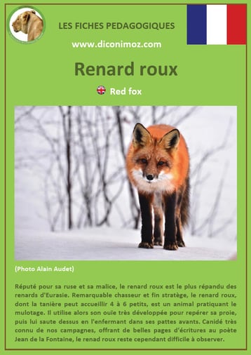 fiche animaux pdf canides renard roux a telecharger et a imprimer