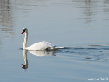 chant cri cygne tubercule