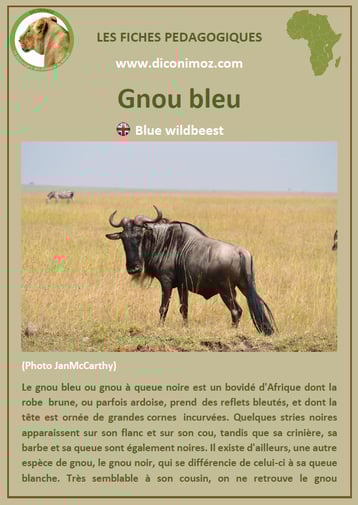 fiche animaux pdf gnou bleu afrique imprimer telecharger