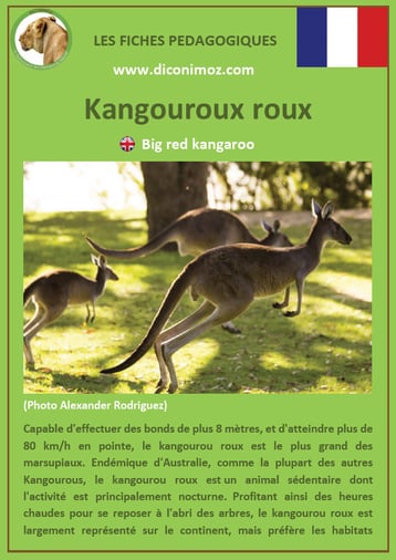 fiche animaux australie pdf kangourou roux a telecharger et a imprimer